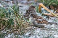 A pair of gray and brown sparrows sits on a green grass with snow in the park