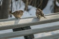 A pair of gray and brown sparrows is on a an old wood gray bench in the park in winter on a blurred white snow background