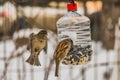 A pair of gray and brown sparrows is in the transparent plastic bottle feeder house in the park in winter