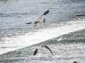 Pair of gray herons flying below Tama river weir dam Royalty Free Stock Photo