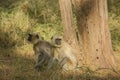 Pair of Gray Langurs Looking Up by a Tree