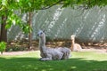 A pair of gray and light brown guanacos Lat. Lama guanicoe lie on the green grass under the crowns of trees. Wildlife fauna