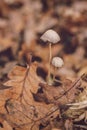 a pair of gray mushrooms in brown oak leaves with a brown bokeh background