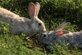 A pair of gray rabbits sniffing each other