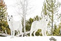 A pair gray timber wolf in winter