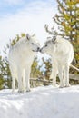 A pair gray timber wolf in winter Royalty Free Stock Photo