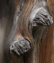 Pair of Gray Tree Knots on a Weathered Brown Tree Trunk
