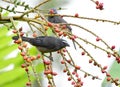 Grayish Saltator Saltator coerulescens