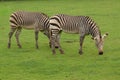 A pair of grazing Zebra Royalty Free Stock Photo