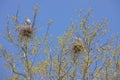 Pair of great blue heron nests Royalty Free Stock Photo