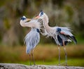 Pair of great blue herons in breeding behavior and fluffy feathers