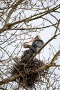 Pair of great blue herons in a courtship ritual in a nesting tree on a sunny afternoon Royalty Free Stock Photo