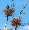 Great Blue Herons doing Yoga in the Nest Royalty Free Stock Photo