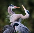 Pair of Great Blue Herons in mating behavior Royalty Free Stock Photo