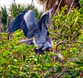Pair of Great Blue Herons Mating Royalty Free Stock Photo