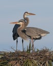 Pair of great blue herons on nest