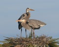 Pair of great blue herons on nest Royalty Free Stock Photo