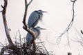 Pair of great blue herons perched on limb Royalty Free Stock Photo