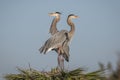 Pair of Great Blue Herons Perched on Their Nest Royalty Free Stock Photo