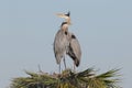 Pair of Great Blue Herons Perched on Their Nest Royalty Free Stock Photo