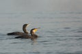 A pair Great Cormorant