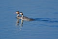 Pair of great Crested grebe bird, natural, nature, wallpaper Royalty Free Stock Photo