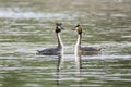 Pair of great crested grebe mating ritual Royalty Free Stock Photo