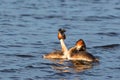 Pair of Great Crested Grebe in mating ritual Royalty Free Stock Photo