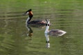 Pair of Great Crested Grebe Podiceps cristatus reflection on still lake water