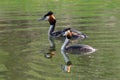 Pair of Great Crested Grebe Podiceps cristatus reflection on still lake water