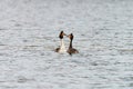 A pair of Great Crested Grebe (Podiceps cristatus) courting, taken in the