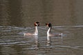 Pair of great crested grebes courtship display Royalty Free Stock Photo