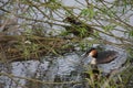 Pair of great crested grebes by nest with egg