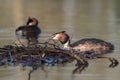 Pair of Great crested grebes ( Podiceps cristatus) by nest