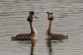 Pair of Great Crested Grebes Podiceps cristatus perform their Royalty Free Stock Photo