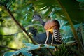 Pair of Great curassow, Crax rubra, in the nature forest habitat, birds sitting on the palm leave in green vegetation. Curassow