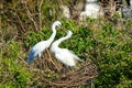 Pair of Great Egrets in Nest