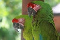 a pair great grean macaw