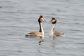 A pair great grebe during breeding