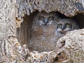A pair of Great Horned Owls Owlets in Nest Royalty Free Stock Photo