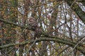 A pair of Great Horned Owls perched in a forest keeping a close eye on their owlets.