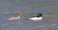 A pair of Great Merganser Royalty Free Stock Photo
