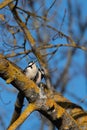 A pair of great spotted woodpecker (Dendrocopos major) perched on a tree branch looking at the sun