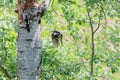 Pair of great spotted woodpecker with the male flying off the nest