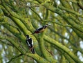 Pair of Great-spotted woodpeckers, Dendrocopos major.