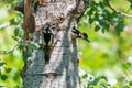 Pair of great spotted woodpeckers at the nest