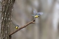 Pair of Great tit Parus major on a tree branch one take off