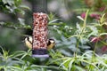 great tits parus major perched on a bird feeder in the garden