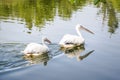 A pair of Great white pelican or Dalmatian pelican Pelecanus onocrotalus floating on the water on a pond