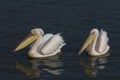 Pair of Great White Pelicans at Walvis Bay Namibia Royalty Free Stock Photo